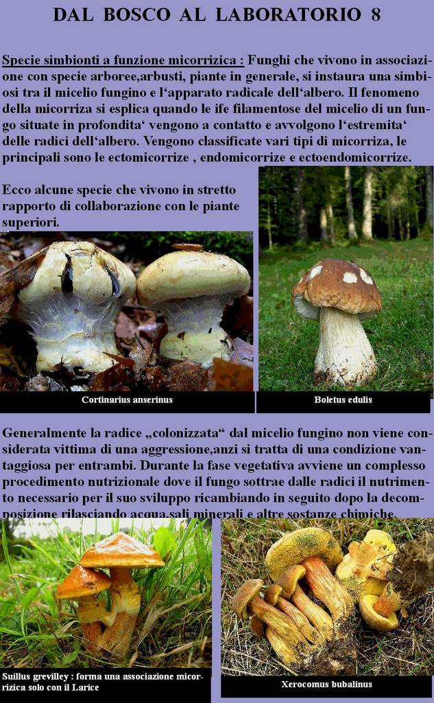 Dal Bosco al Laboratorio
